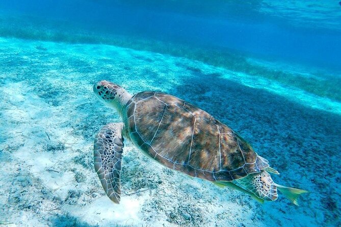 Rose Island Swimming Pigs & Beach Snorkeling Experience Nassau - Rose Island offers a quieter change of scene