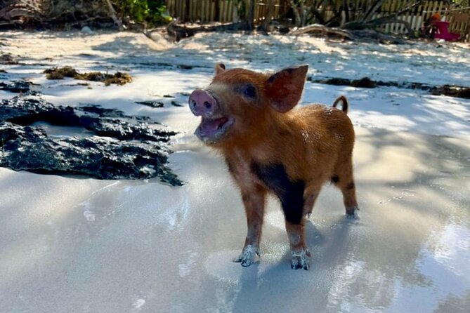 Rose Island Swimming Pigs & Beach Snorkeling Experience Nassau - Is $79 a fair price?