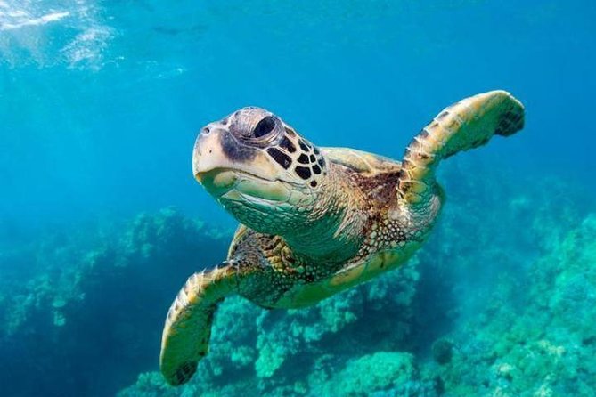 Snorkel/Swim with the Turtles Experience - Key points to know before booking