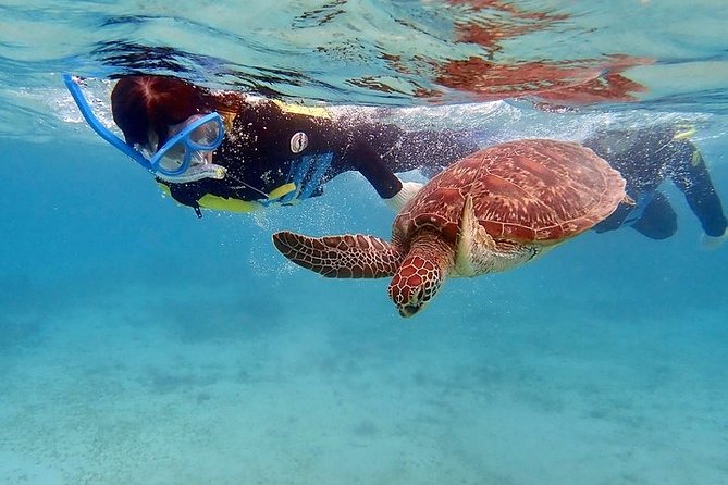 Snorkel/Swim with the Turtles Experience - The day begins with pickup and a private island drive