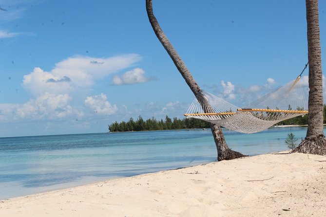Snorkel/Swim with the Turtles Experience - Meeting Green and Hawksbill Turtles at the reef