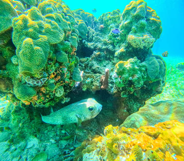 SunCay Private Oceanview Villa up to 6 with Lunch and Ferry - Snorkeling at the reef, shipwreck, and sculpture garden