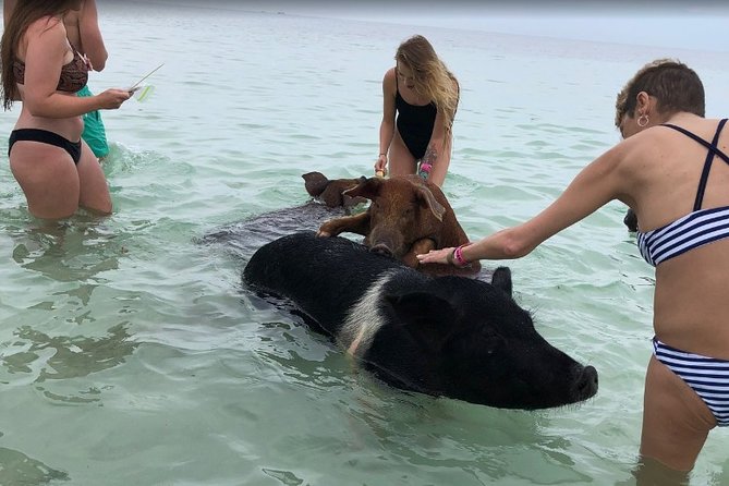 Swim with Pigs on a Tropical Island - The ride from Freeport to Crystal Beach
