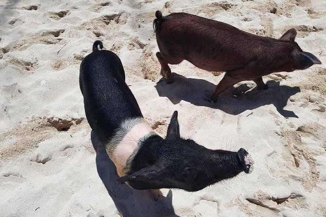 Swim with Pigs on a Tropical Island - Food, drinks, and beach time