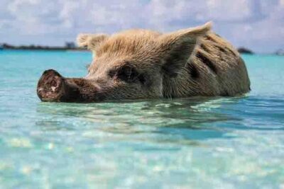Swim with Pigs on a Tropical Island