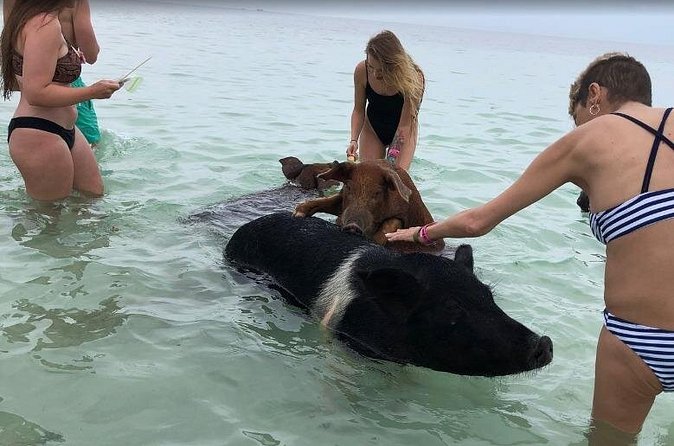 Swim with Pigs on a Tropical Island - The visit to West End