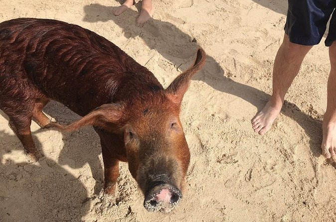 Swim with Pigs on a Tropical Island - Timing problems and cancellation concerns