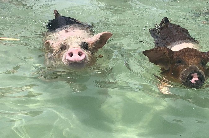 Swim with Pigs on a Tropical Island - Who should book this Grand Bahama tour?