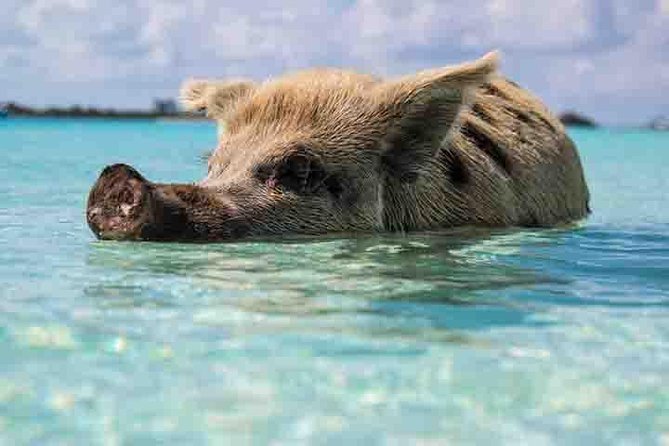 Swim with Pigs on a Tropical Island - Crystal Beach and the pig encounter