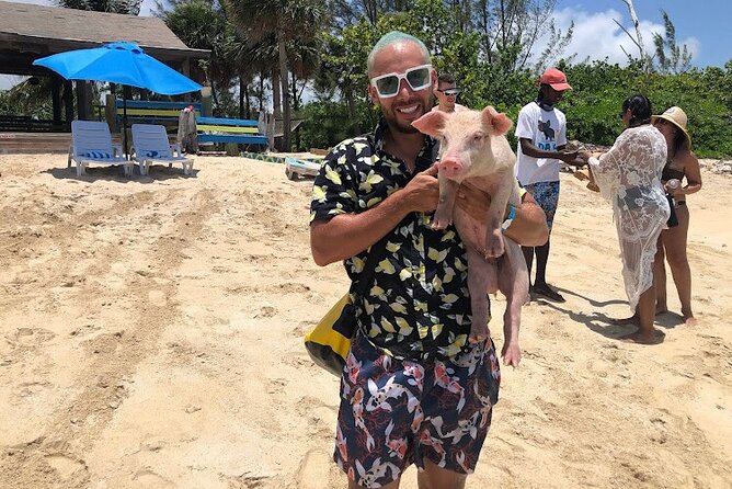 Swim with the Pigs and Explore Caves in Nassau - Feeding and swimming with pigs at the beach stop