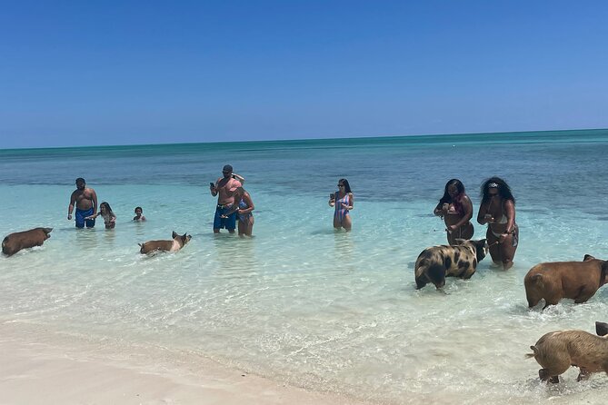 Swim with the Pigs Freeport @Creative Eco Adventures - Key points to know before you go