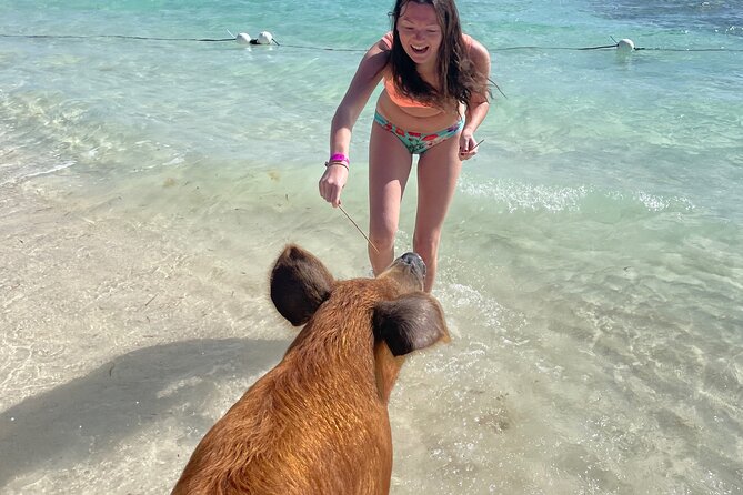 Swim with the Pigs Freeport @Creative Eco Adventures - Swimming, walking, and taking photos