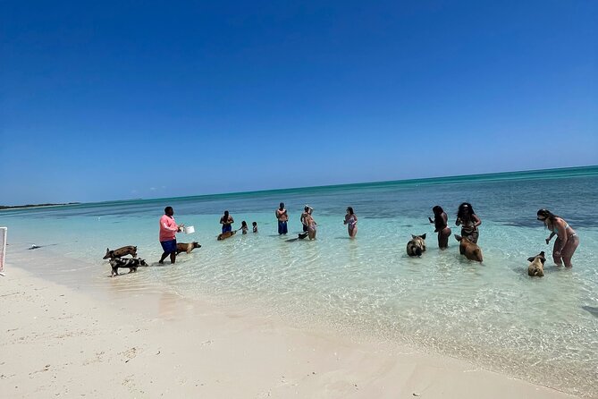 Swim with the Pigs Freeport @Creative Eco Adventures - Meet the pigs, including Poci and Wilbur