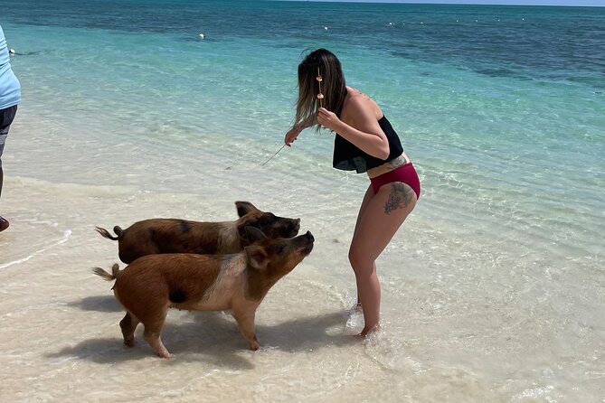 Swim with the Pigs Freeport @Creative Eco Adventures - Feeding the pigs and learning the rules