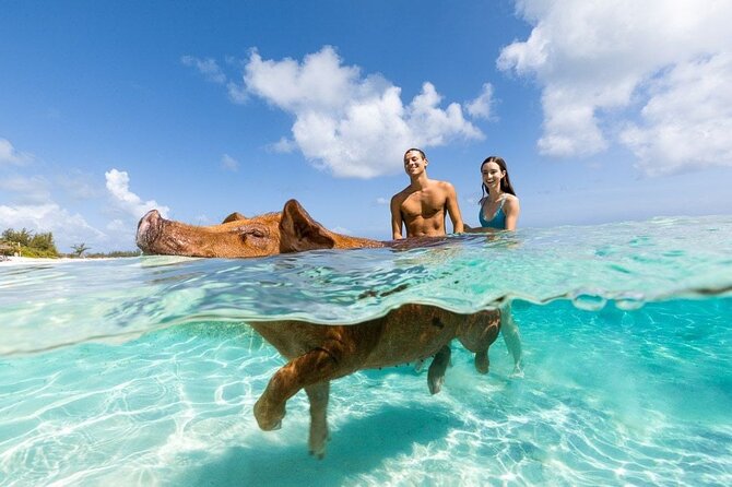 Swim with the Pigs Safari in Bahamas (2hrs) - Why this two-hour Nassau boat trip works