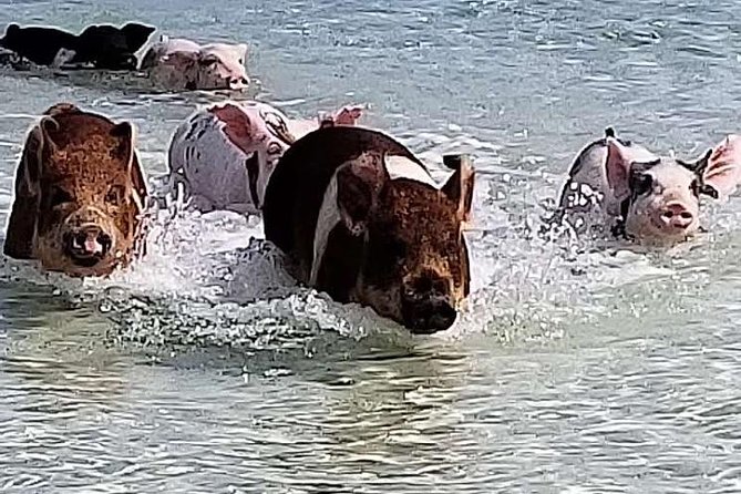 Swim with the Pigs / West End Experience - Key things to know before booking