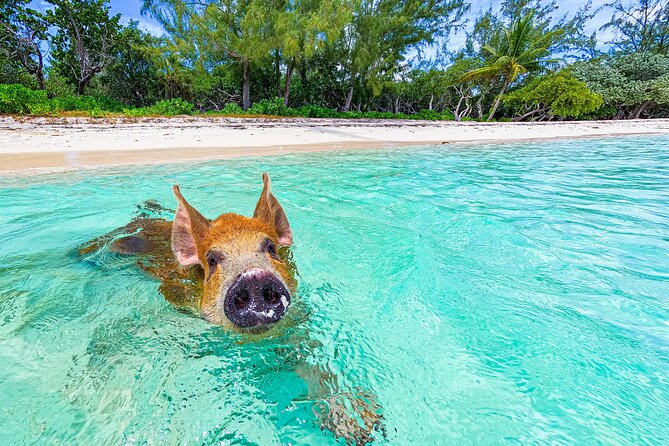 Swimming Pigs and Pearl Island Beach Escape - Pearl Island gives the pig trip a full-day setting