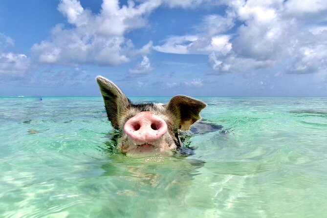 Swimming Pigs and Private Beach Club Escape - Five Things to Know Before You Go