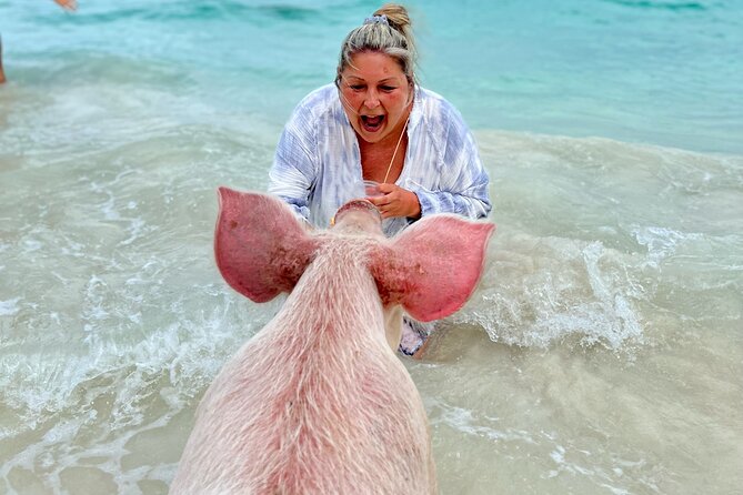 Swimming Pigs and Private Beach Club Escape - Who Will Enjoy This Rose Island Outing