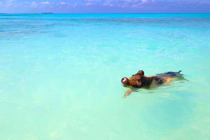 Swimming Pigs and Private Beach Club Escape - Practical Tips for a Better Day