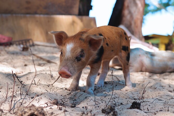 Swimming Pigs & ATV Tour - Three hours by the shore