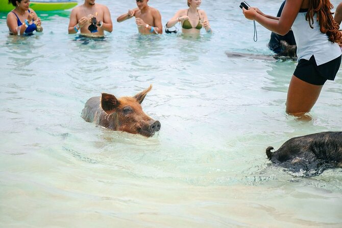 Swimming Pigs Of Rose Island & Beach Day - Group Tour - A short boat ride with a useful change of pace