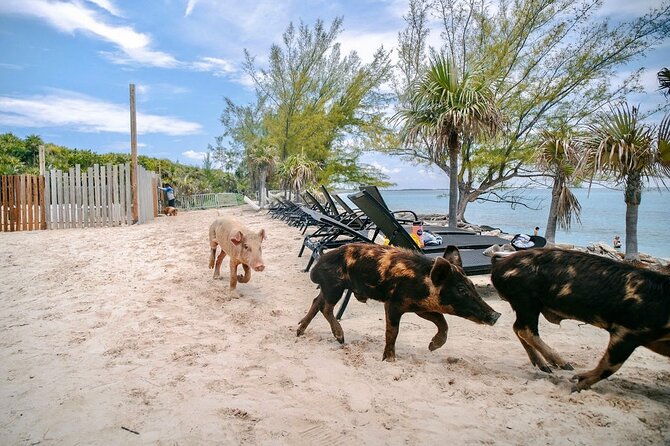 Swimming Pigs Of Rose Island & Beach Day - Group Tour - Views on the way back to Nassau