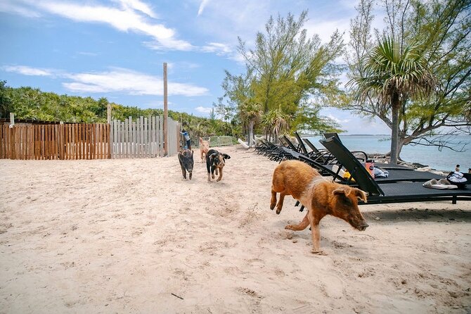 Swimming Pigs Of Rose Island & Beach Day - Group Tour - Guides, captains, and the group atmosphere