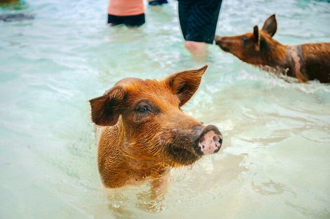 Swimming Pigs Of Rose Island & Beach Day - Group Tour - Weather, timing, and what to bring