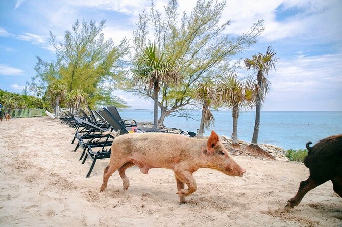 Swimming Pigs Of Rose Island & Beach Day - Group Tour - Rose Island and the Sand Dollar Beach setting