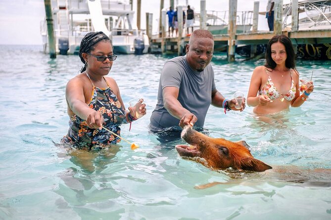 Swimming Pigs Of Rose Island Water Taxi Nassau Bahamas - Rose Island’s beach resort setting