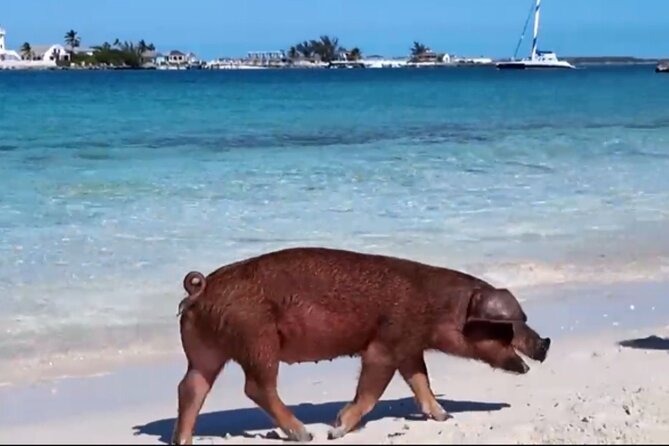 Swimming Pigs, Snorkeling and Beach Tour in Nassau Bahamas - Rainbow Reef: A Short Look Underwater
