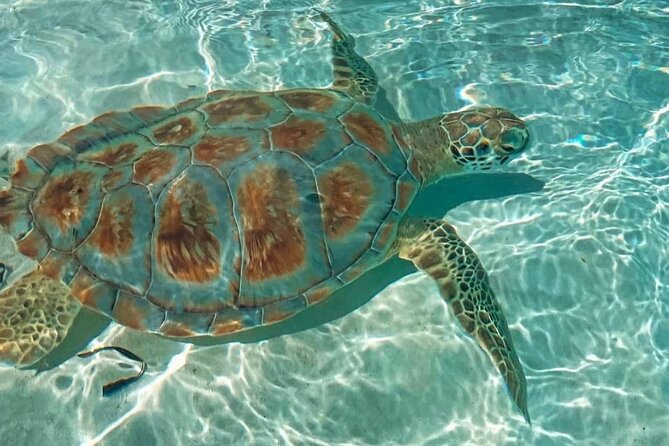 Swimming Pigs, Turtles & Reef Snorkel in Nassau-Champion Tours - What the $205 price really covers