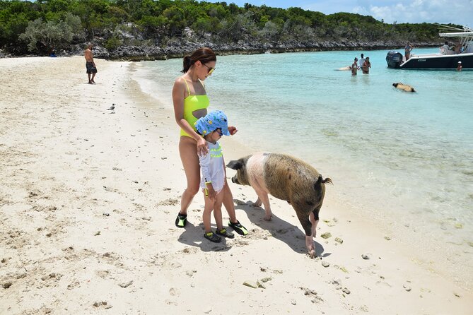 Swimming with Pigs in Nassau, Transportation Included - Meeting the pigs on Rose Island