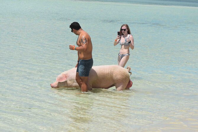 Swimming with Pigs in Nassau, Transportation Included - Is $179 a fair price?
