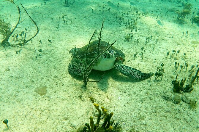 Top 4 Snorkeling Adventures in Bimini - Guides, pace, and the human side of the outing